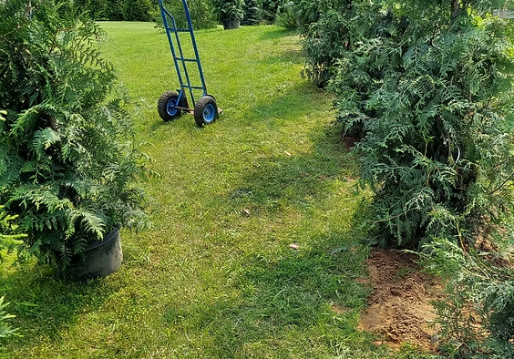 Row of newly planted arborvitae privacy trees
